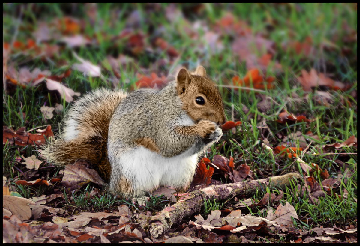 Second - Geoff Hildred